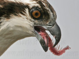 _MG_3465crop Osprey.jpg
