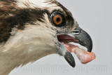 _MG_3525crop Osprey.jpg
