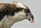 _MG_3526c8 Osprey.jpg