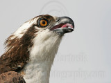 _MG_3615 Osprey.jpg