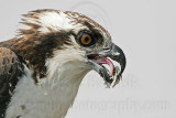 _MG_3816 Osprey.jpg