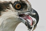 _MG_3816crop Osprey.jpg