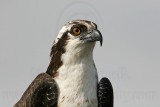 _MG_4046 Osprey.jpg