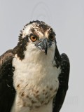 _MG_4192 Osprey.jpg