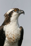 _MG_4229 Osprey.jpg