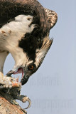 _MG_4267 Osprey.jpg