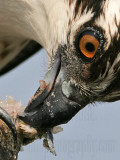 _MG_4309crop Osprey.jpg