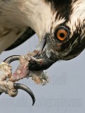 _MG_4335crop Osprey.jpg