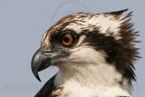 _MG_4447 Osprey.jpg