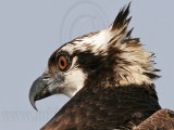 _MG_4516 Osprey.jpg