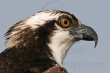 _MG_4538 Osprey.jpg