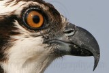 _MG_4538crop Osprey.jpg