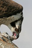 _MG_4814 Osprey.jpg