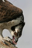 _MG_4855 Osprey.jpg
