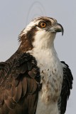 _MG_5334 Osprey.jpg