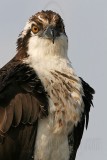 _MG_5339 Osprey.jpg