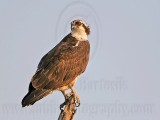 _MG_5809 Osprey.jpg