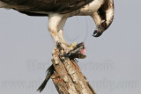 _MG_0005 Osprey.jpg