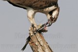 _MG_0011 Osprey.jpg