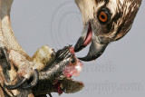 _MG_0011crop Osprey.jpg