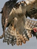 _MG_0112 Osprey.jpg