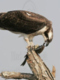 _MG_0442 Osprey.jpg