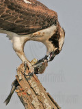 _MG_0619 Osprey.jpg