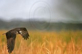 _MG_2445 Osprey.jpg