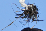 _MG_6119crop.jpg