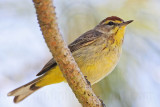 _MG_1528 Palm Warbler.jpg