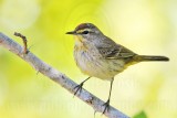 _MG_1551 Palm Warbler.jpg