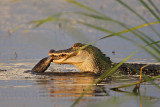 _MG_4194 American Alligator.jpg