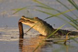 _MG_4205 American Alligator.jpg