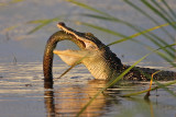 _MG_4206 American Alligator.jpg