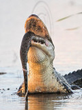 _MG_4512 American Alligator.jpg