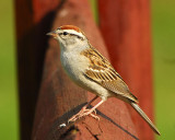 Chipping Sparrow