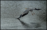 A heron at Watermead Park