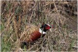 faisan de colchide - common pheasant 2.JPG