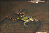 grenouille verte - green frog 2.JPG
