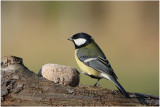 mesange charbonnire - great tit.JPG