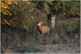 cerf  -  red deer 3.JPG