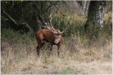 cerf  -  red deer  5.JPG