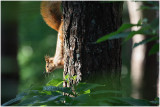ecureuil -  squirrel 2.jpg