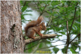 ecureuil -  squirrel 3.jpg