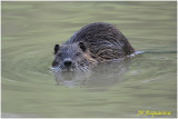 ragondin -  nutria 1.jpg