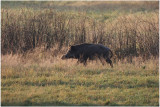 sanglier -  wildboar.JPG