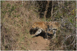leopard 4.jpg