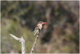 martin pcheur  tte brune - brownheaded kingfisher