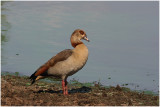 oie dEgypte -  egyptian goose.jpg