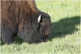 bison 5.JPG
